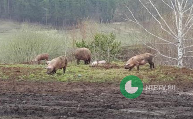 Жители Нижнекамского района жалуются на диких свиней