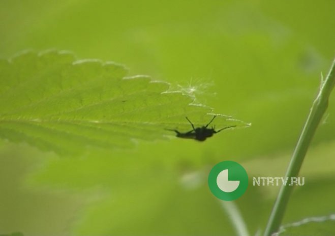 Почти 60 человек пострадали от укусов клещей в Нижнекамске