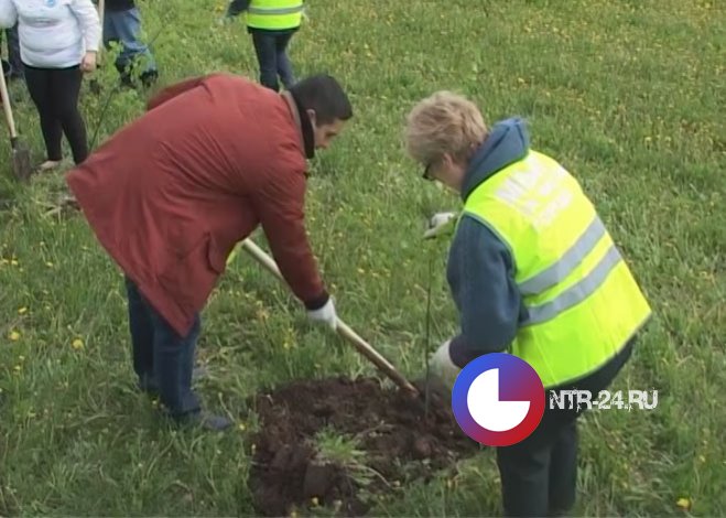 В Нижнекамске озеленили территорию около Дома быта