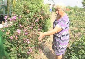 У жителей трех улиц дачного массива в Корабельной роще из-за слабого насоса пропадает урожай