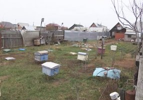 Жители села в Нижнекамском районе подали в суд на соседа-пчеловода