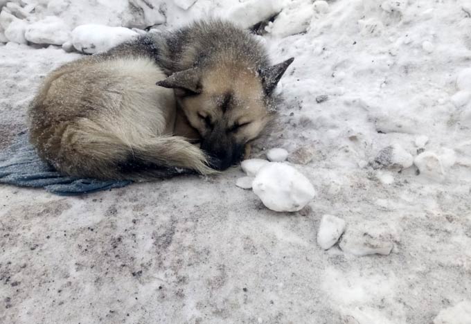 В Нижнекамске мохнатый Ромео едва не попал под отстрел