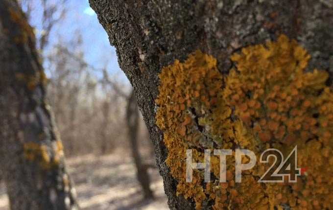 В Нижнекамске тепло и солнечно, суббота ожидается такой же