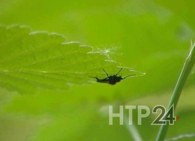 В Нижнекамске растет число жертв от укусов клещей