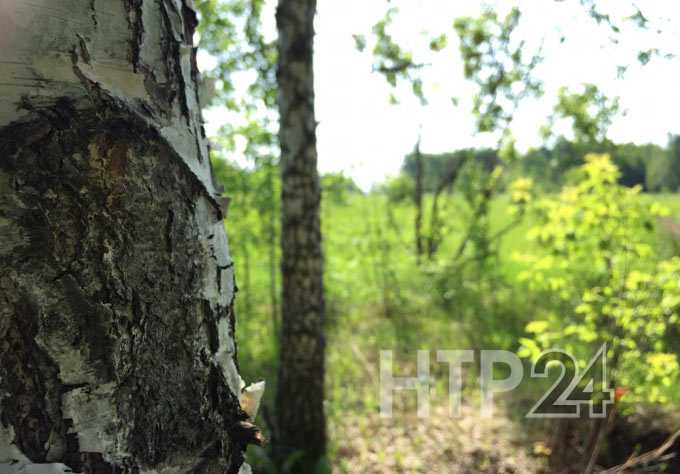 В Нижнекамске +25 градусов, прогнозируются дожди с грозой