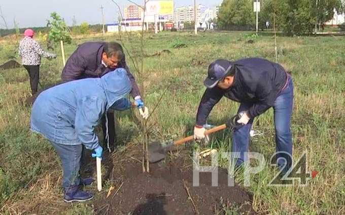 В Нижнекамском районе весной высажено около 8 тыс деревьев и кустарников