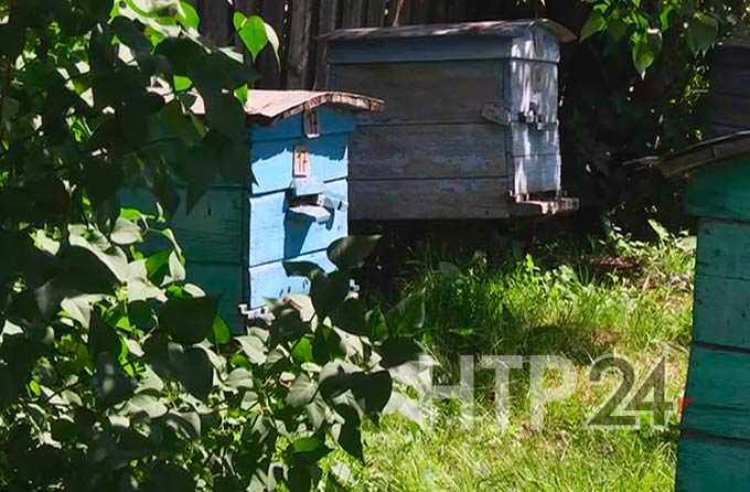 В Нижнекамском районе агрессивные пчелы нападают на людей