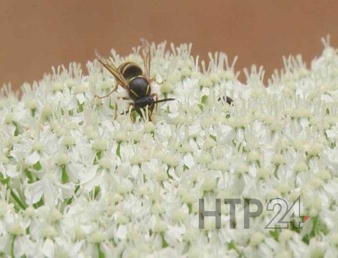 В Нижнекамске 10 человек пострадали от борщевика, 1 попал в больницу в тяжелом состоянии