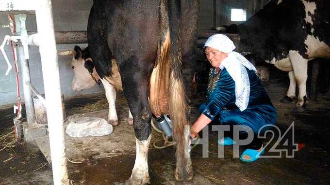 Нижнекамским фермерам рассказали, как получить субсидию от государства