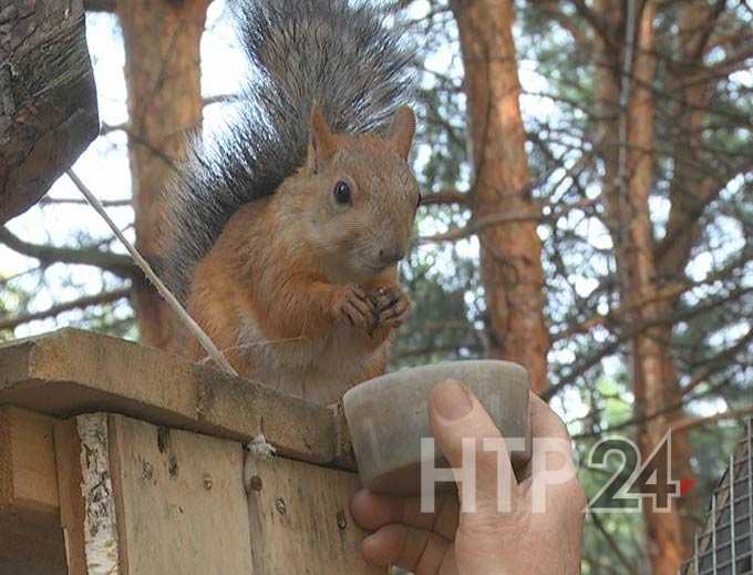 В нижнекамский парк привезли 10 белок взамен отравившихся при дератизации от мышей