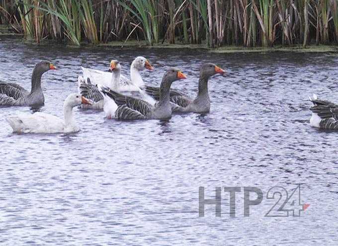 В Нижнекамске +12 градусов, во вторник начнутся дожди