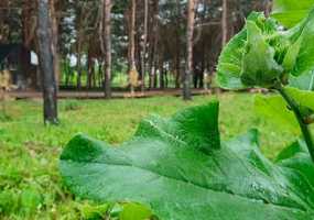 В Нижнекамск возвращается долгожданное августовское тепло