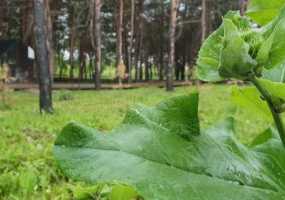 Летняя жара в Татарстане продержится всего несколько дней