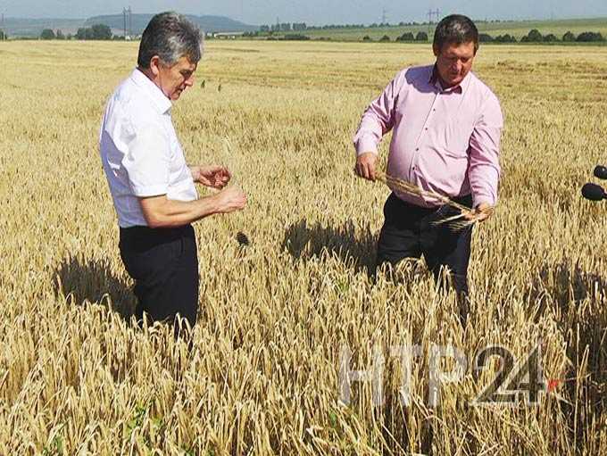 В Нижнекамском районе завершена уборка зерновых культур