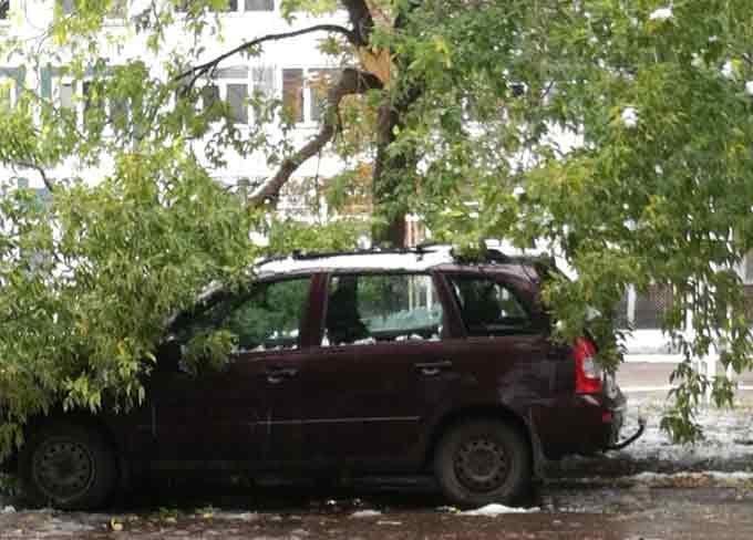 В Камских Полянах дерево упало на машину