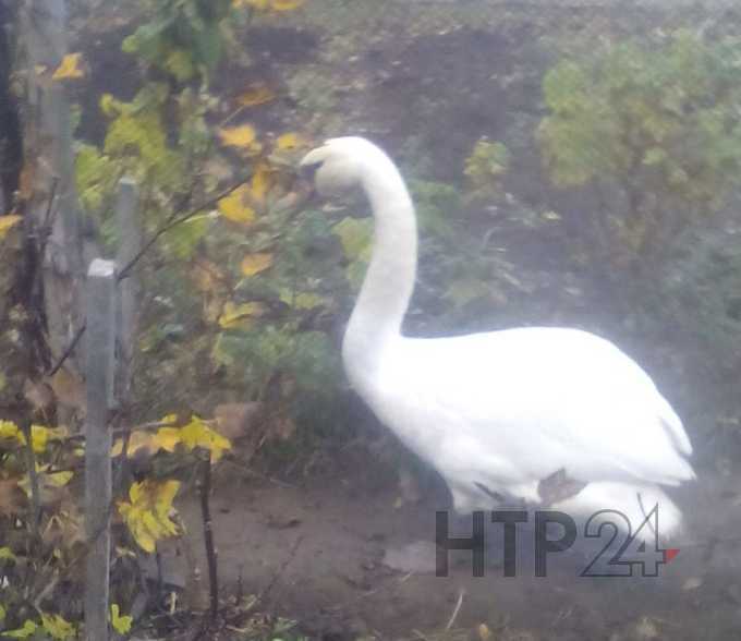 В Нижнекамске дачники обнаружили на одном из участков лебедя