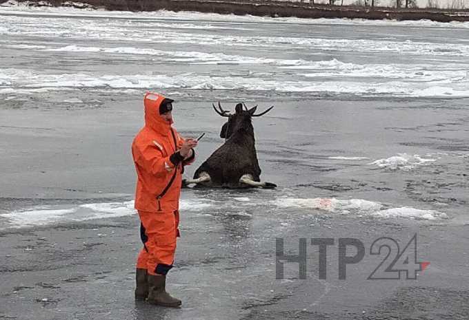 В Нижнекамском районе в полынью провалился лось