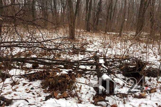 Нижнекамские леса захламлены валежником и поваленными деревьям