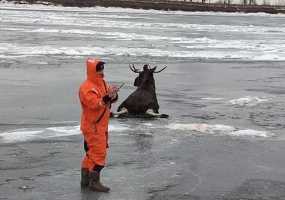 В Нижнекамском районе в полынью провалился лось