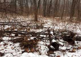 Нижнекамские леса захламлены валежником и поваленными деревьям