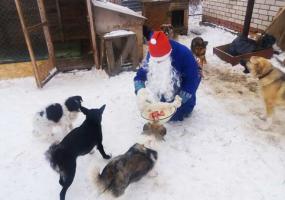 В Нижнекамске Дед Мороз принес новогодние подарки бездомным животным