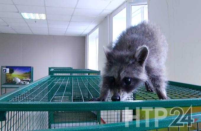 В Татарстане контактные зоопарки вне закона