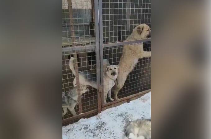 В Нижнекамске мужчина выстрелил в собаку из дробовика