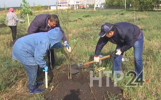 Этой весной во всех районах и городах Татарстана посадят саженцы рябины, липы и сосны