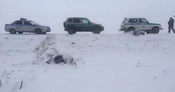 Двух лосей сбили в Татарстане, водитель с места ДТП скрылся