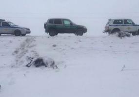 Двух лосей сбили в Татарстане, водитель с места ДТП скрылся