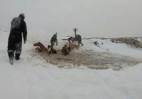 Табун лошадей провалился под лёд, их спасение попало на видео