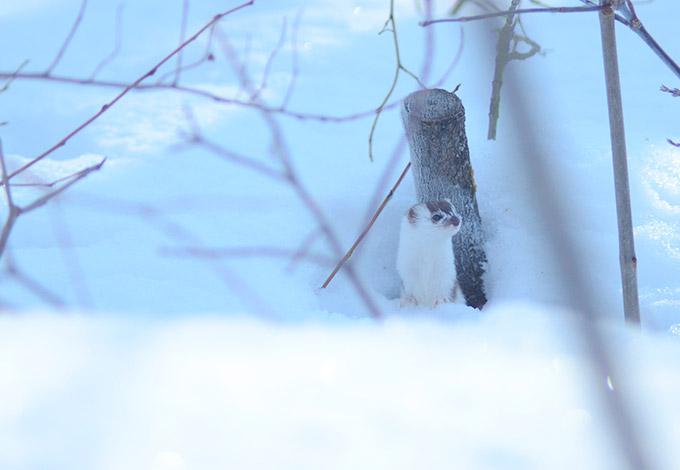 В нижнекамском парке поселилась ласка