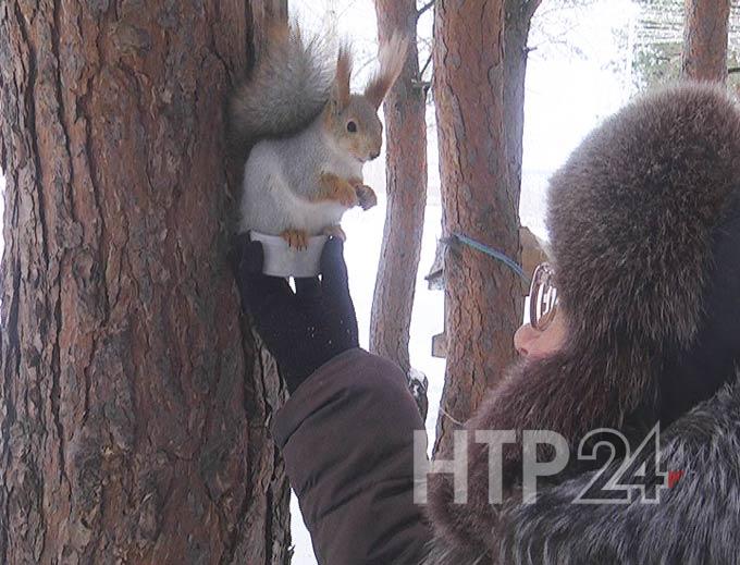 Живущие в нижнекамском парке «СемьЯ» белки оказались в опасности