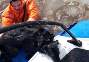 В Татарстане спасатели выехали на помощь к тонущему человеку, а спасли собаку