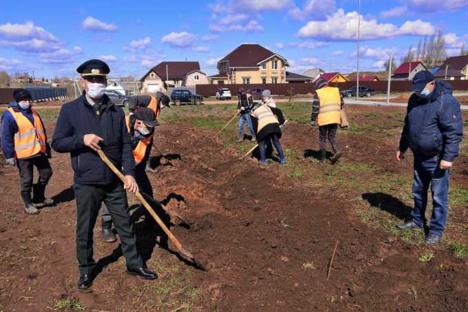 В Нижнекамском районе высадили 175 пирамидальных тополей