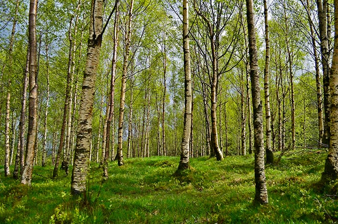 Более 50 нижнекамцев обратились к врачам с укусами клещей