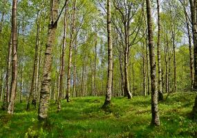 Более 50 нижнекамцев обратились к врачам с укусами клещей