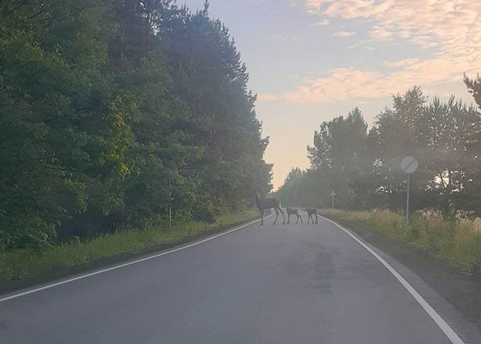 Лосиху с детенышами заметили в лесу возле Нижнекамска