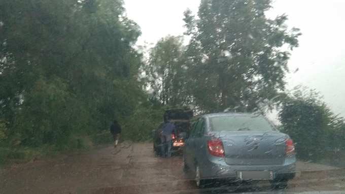 В Нижнекамске упавшее дерево перекрыло дорогу на дамбе