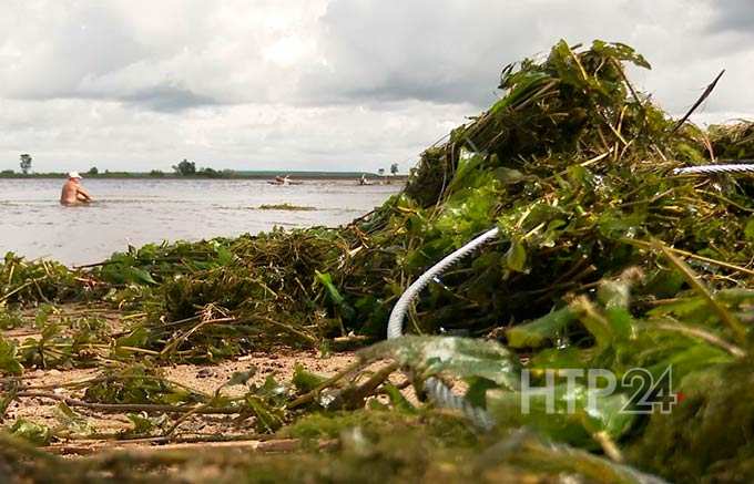 В Нижнекамске побережье Камы очистили от водорослей