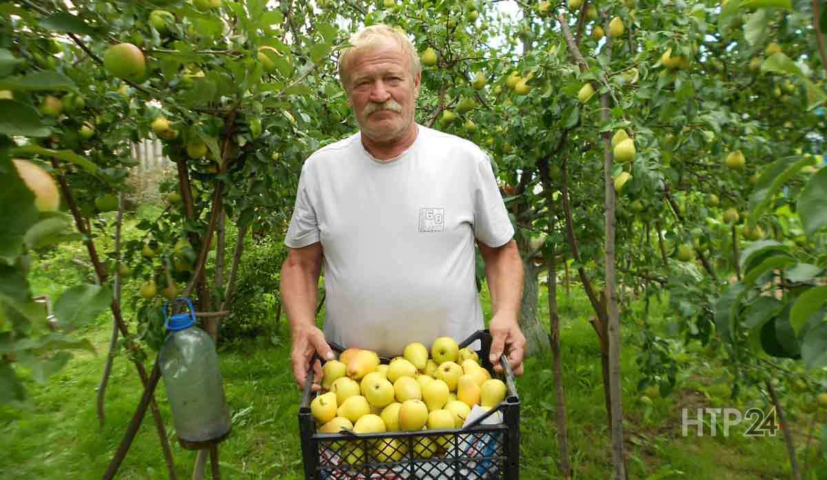 Как в средней полосе России вырастить сладкие груши