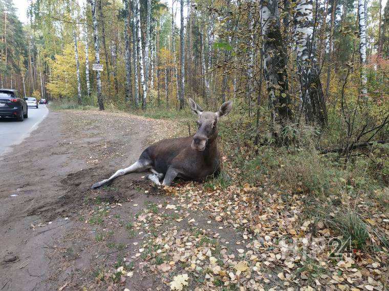 В Нижнекамске водитель на "Ладе" сбил лося