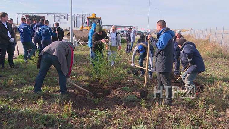 В промышленном парке Нижнекамска посадили ели