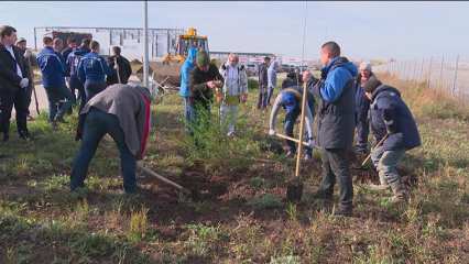 В промышленном парке Нижнекамска посадили ели