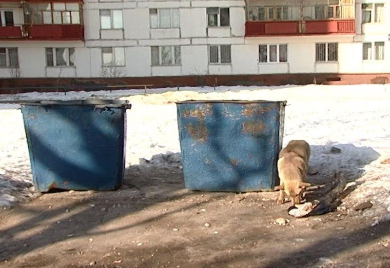 Нижнекамцам напомнили, как сделать заявку на отлов бродячих псов