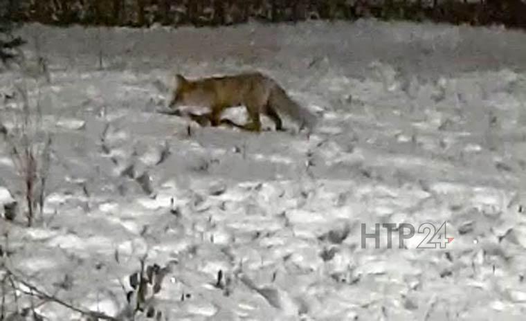 В Нижнекамске лиса пришла погостить в детский сад