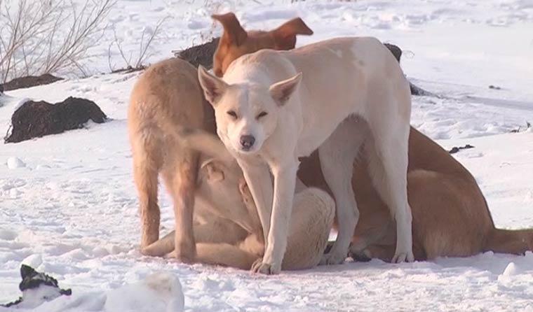 В Нижнекамске родители боятся за детей из-за бродячих собак