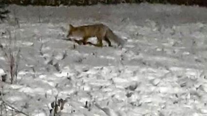 В Нижнекамске лиса пришла погостить в детский сад