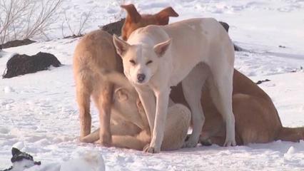 В Нижнекамске родители боятся за детей из-за бродячих собак