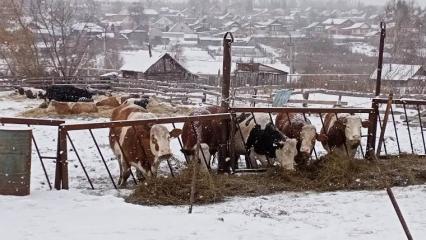 Фермеры Татарстана могут выиграть бесплатное обучение и стажировку